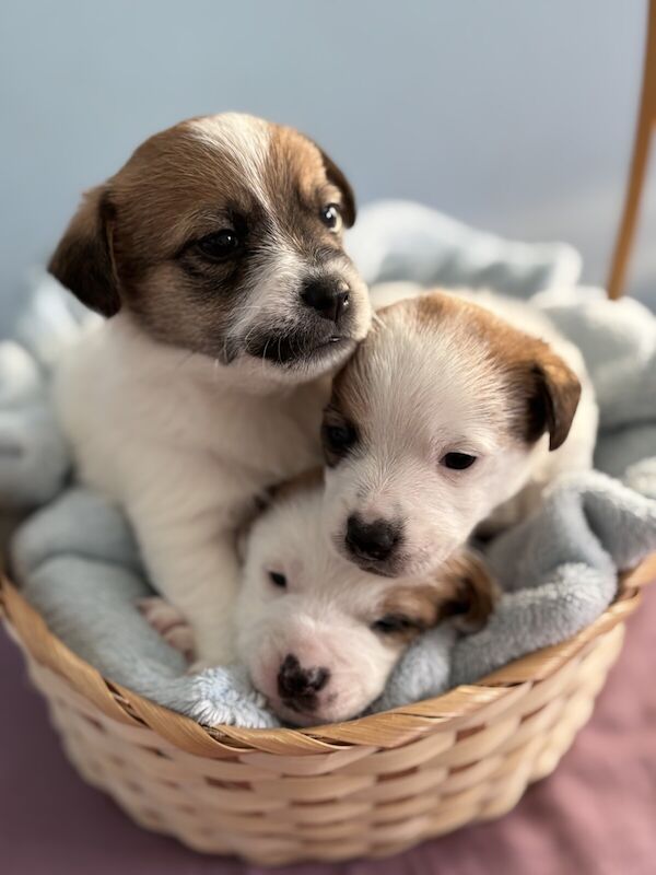 Jack Russell Terrier puppies for sale in Northern Moor, Greater Manchester – 9 months old - Image 1 of 3