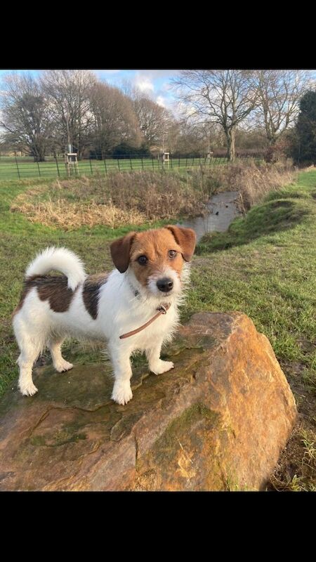 Jack Russell Terrier puppies for sale in Northern Moor, Greater Manchester – 9 months old - Image 2 of 3