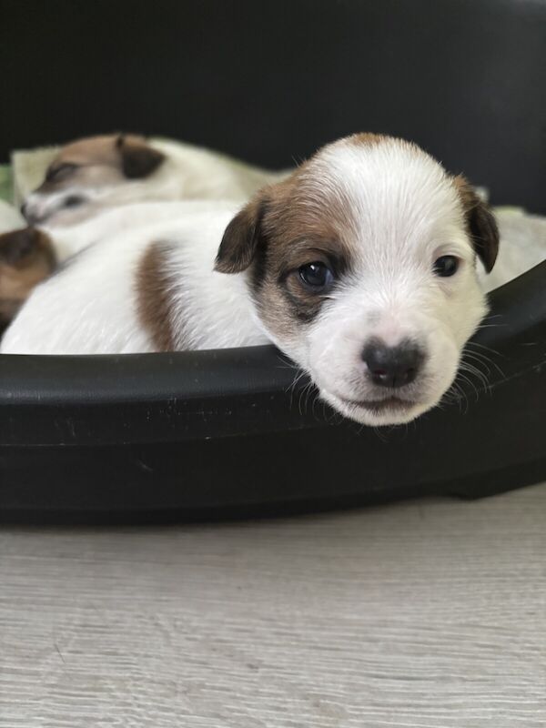 Jack Russell Terrier puppies for sale in Northern Moor, Greater Manchester – 9 months old - Image 3 of 3