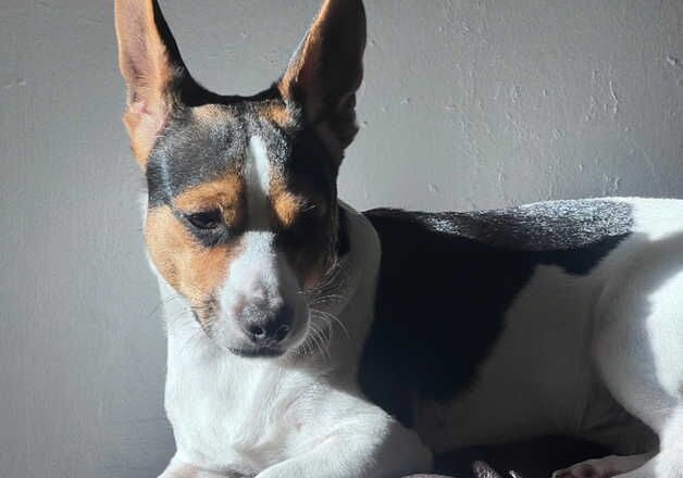 Jack Russell Terrier puppies for sale in Portsmouth, Hampshire – 2 years old - Image 1 of 2