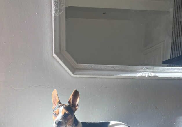 Jack Russell Terrier puppies for sale in Portsmouth, Hampshire – 2 years old - Image 2 of 2