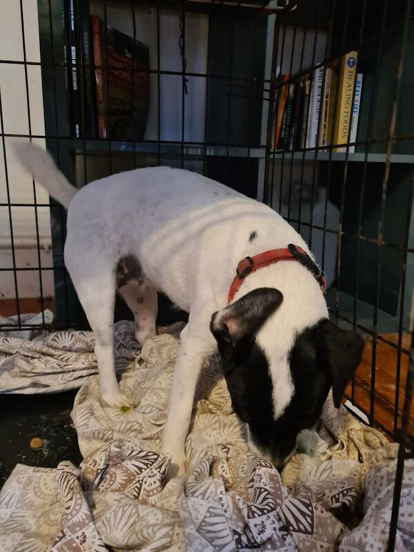 Jack Russell Terrier puppies for sale in Grangetown, North Yorkshire – 2 years old