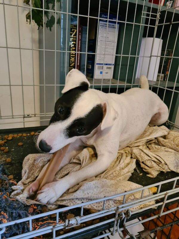 Jack Russell Terrier puppies for sale in Grangetown, North Yorkshire – 2 years old - Image 2 of 3