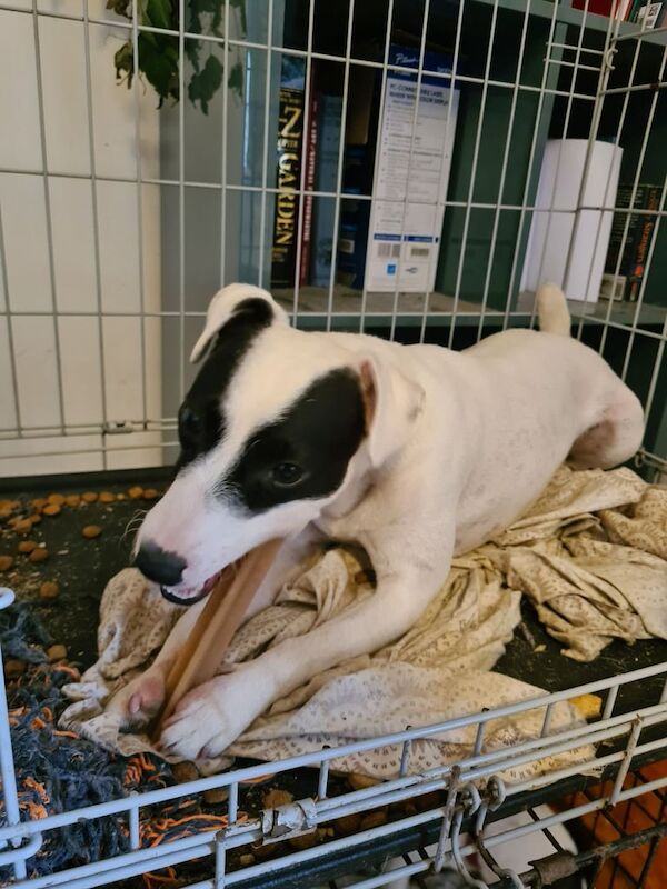 Jack Russell Terrier puppies for sale in Grangetown, North Yorkshire – 2 years old - Image 3 of 3