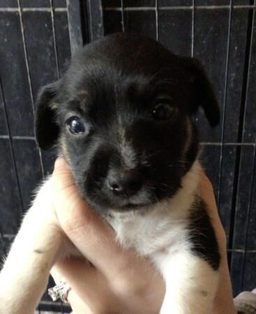 Jack Russell puppies for sale in Huntingdon, Cambridgeshire – 1 year old - Image 1 of 5