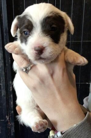 Jack Russell puppies for sale in Huntingdon, Cambridgeshire – 1 year old - Image 2 of 5