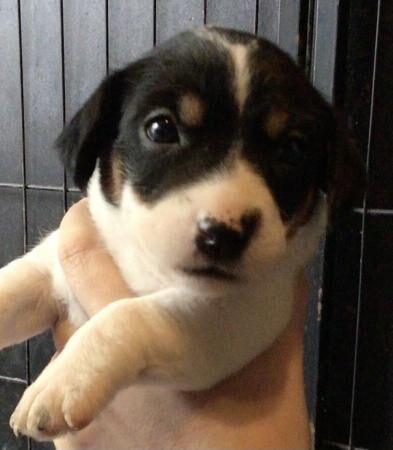 Jack Russell puppies for sale in Huntingdon, Cambridgeshire – 1 year old - Image 3 of 5