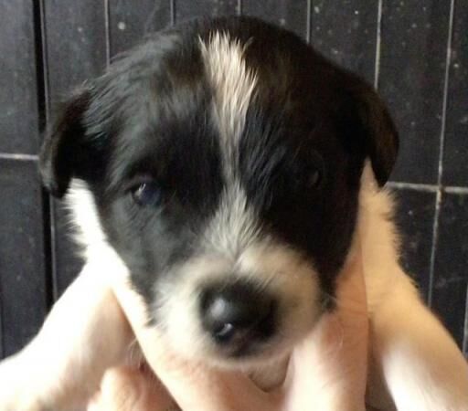 Jack Russell puppies for sale in Huntingdon, Cambridgeshire – 1 year old - Image 4 of 5