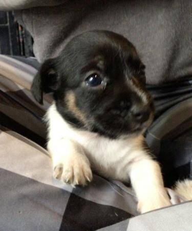 Jack Russell puppies for sale in Huntingdon, Cambridgeshire – 1 year old - Image 5 of 5