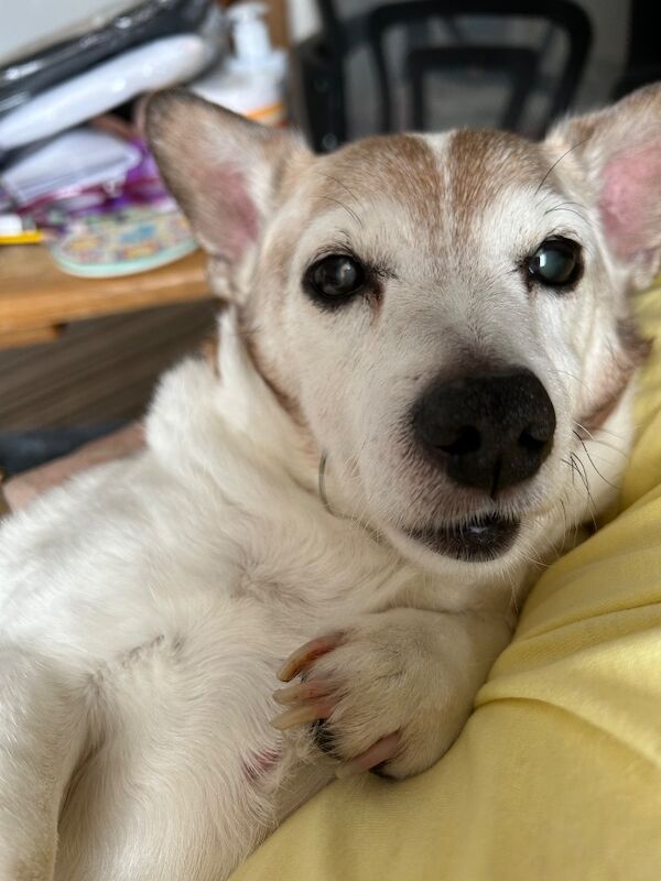 Jack Russell Terrier puppies wanted in Evesham, Worcestershire – 6 hours old