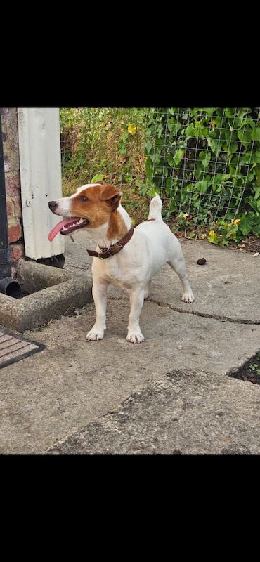 Jack Russell puppies for sale in Faringdon, Oxfordshire – 11 months old