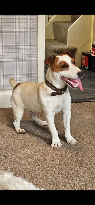 Jack Russell puppies for sale in Faringdon, Oxfordshire – 11 months old - Image 2 of 7