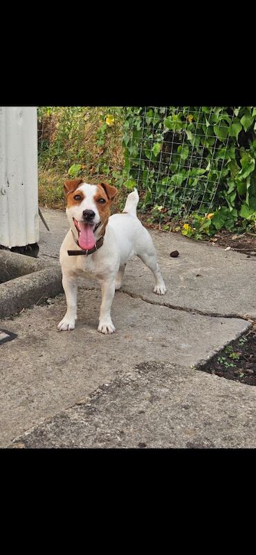 Jack Russell puppies for sale in Faringdon, Oxfordshire – 11 months old - Image 3 of 7