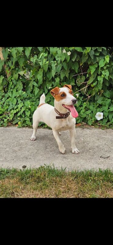Jack Russell puppies for sale in Faringdon, Oxfordshire – 11 months old - Image 4 of 7