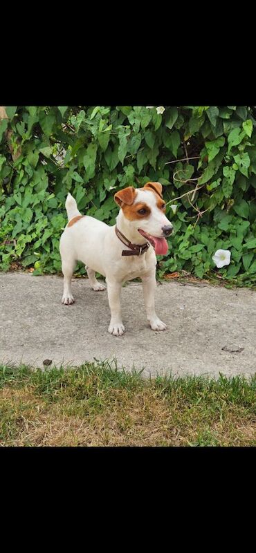 Jack Russell puppies for sale in Faringdon, Oxfordshire – 11 months old - Image 5 of 7