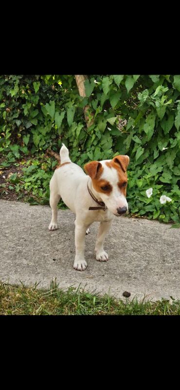 Jack Russell puppies for sale in Faringdon, Oxfordshire – 11 months old - Image 6 of 7
