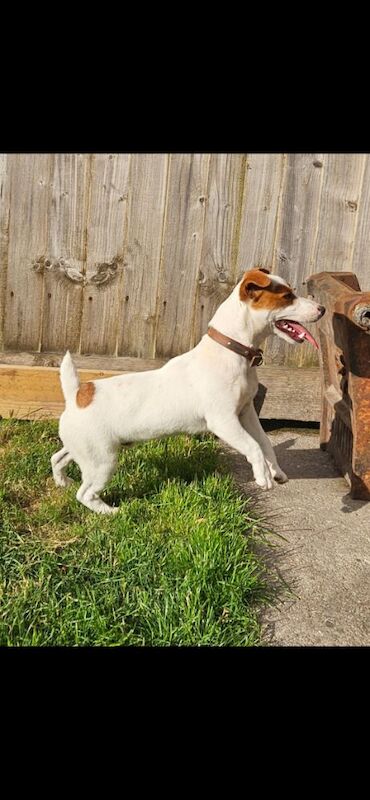 Jack Russell puppies for sale in Faringdon, Oxfordshire – 11 months old - Image 7 of 7