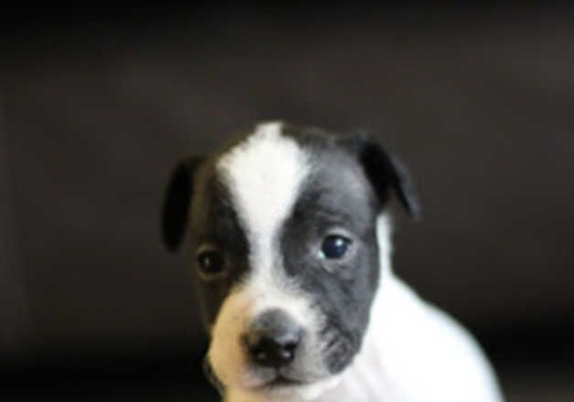 Jack Russell Terrier puppies for sale in Rugby, Warwickshire – 1 year old - Image 1 of 3