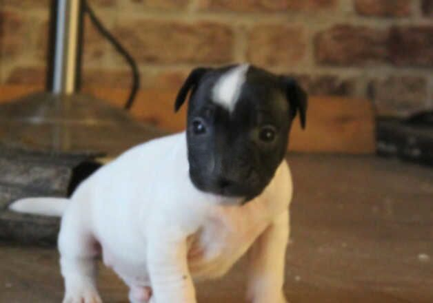 Jack Russell Terrier puppies for sale in Rugby, Warwickshire – 1 year old - Image 2 of 3