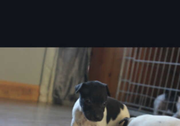 Jack Russell Terrier puppies for sale in Rugby, Warwickshire – 1 year old - Image 3 of 3