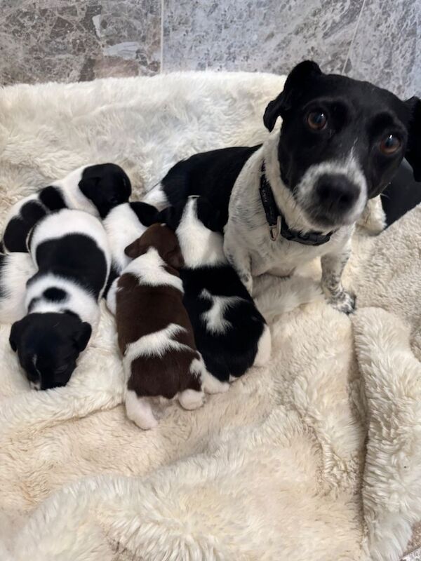 Lovely Jack Russell Terrier – Black and White, Ready for New Home