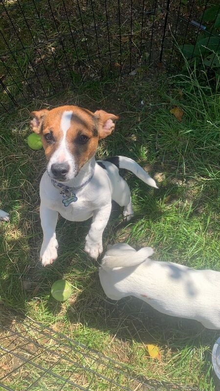 Jack Russell puppies for sale in Edgware, Greater London – 8 months old