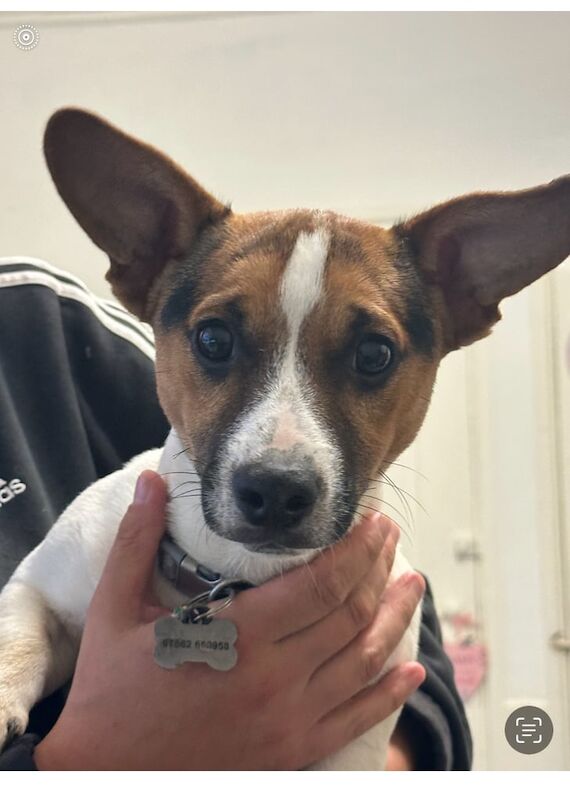 Jack Russell puppies for sale in Edgware, Greater London – 8 months old - Image 2 of 3