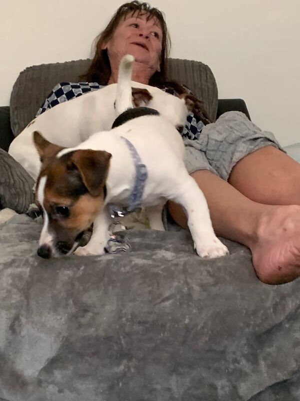Jack Russell puppies for sale in Edgware, Greater London – 8 months old - Image 3 of 3