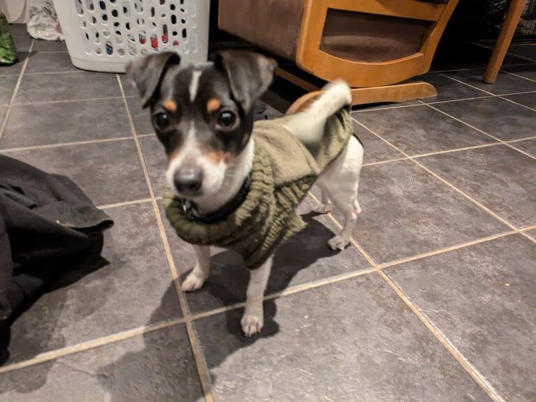 Jack Russell Terrier puppies for sale in Bargod / Bargoed, Gwent – 3 years old - Image 2 of 3