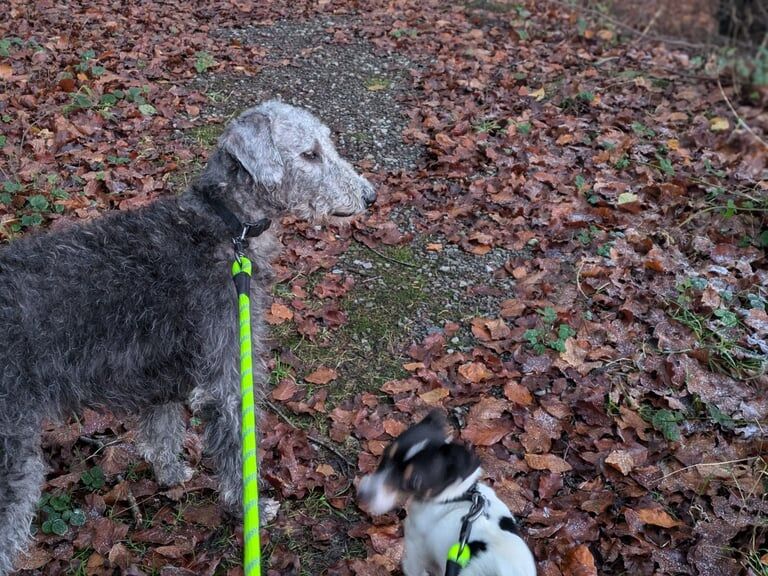 Jack Russell Terrier puppies for sale in Bargod / Bargoed, Gwent – 3 years old - Image 3 of 3