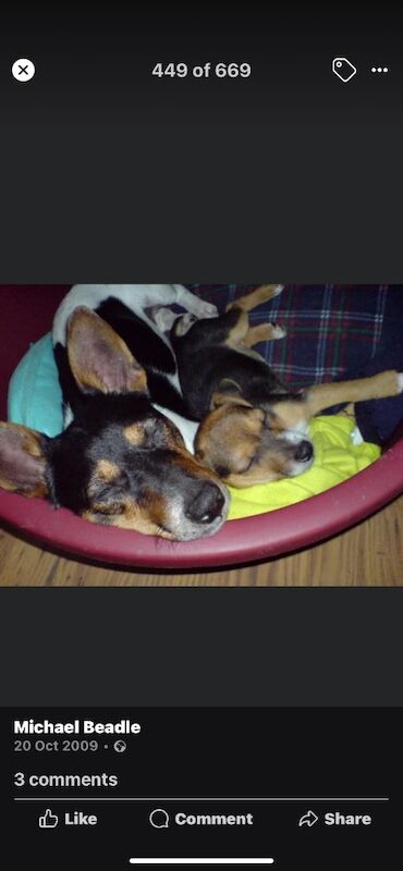 Loving home ready for Jack Russell for sale in Kingston upon Hull, East Riding of Yorkshire | Image 2