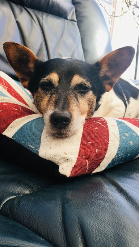 Loving home ready for Jack Russell for sale in Kingston upon Hull, East Riding of Yorkshire | Image 3