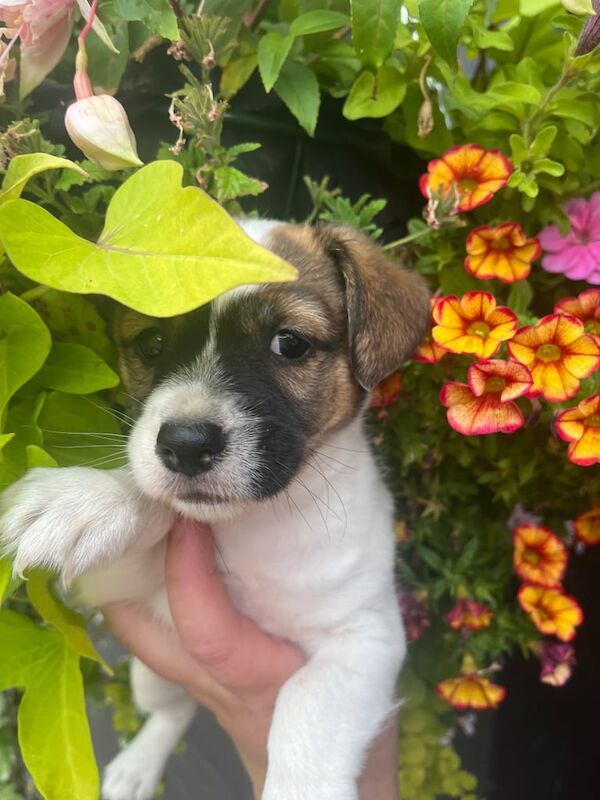 Jack Russell puppies for sale in Biggleswade, Bedfordshire – 7 weeks old
