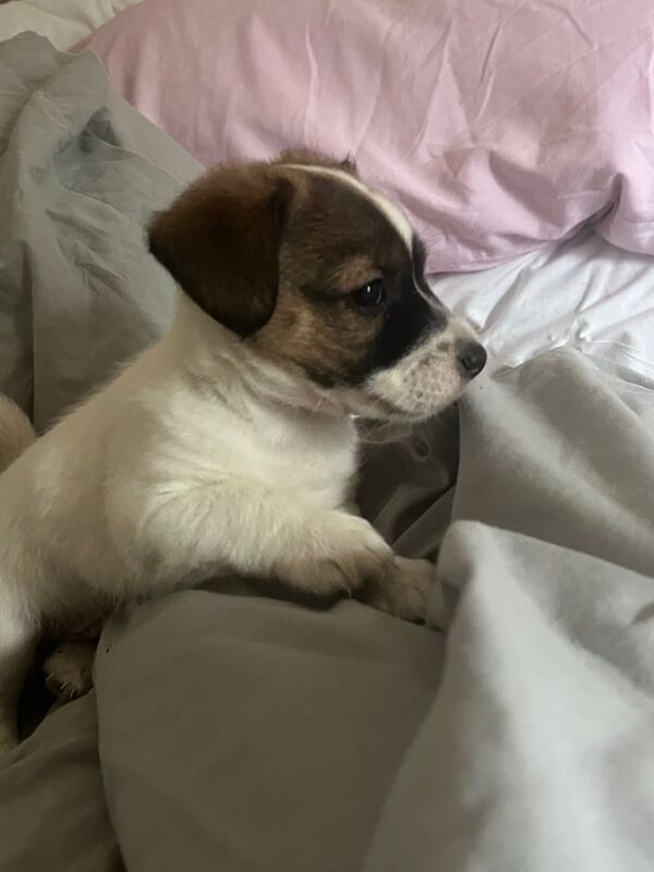 Jack Russell puppies for sale in Biggleswade, Bedfordshire – 7 weeks old - Image 2 of 3
