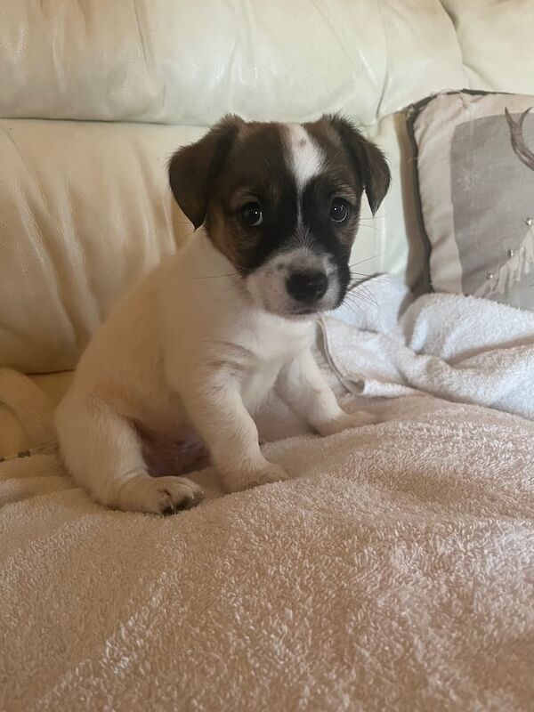 Jack Russell puppies for sale in Biggleswade, Bedfordshire – 7 weeks old - Image 3 of 3
