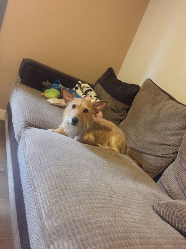 Jack Russell Terrier puppies for sale in Plymouth, Devon – 11 years old - Image 2 of 2