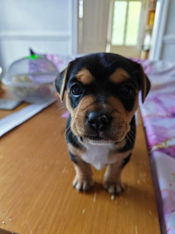 Male French bulldog cross Jack Russell pups for sale - Image 2 of 4