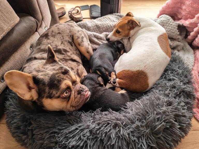 Male French bulldog cross Jack Russell pups for sale - Image 3 of 4
