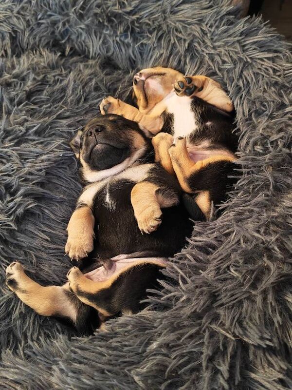 Male French bulldog cross Jack Russell pups for sale - Image 4 of 4