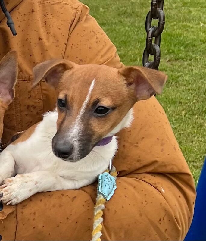 Jack Russell puppies for sale in Swindon, Wiltshire – 10 months old