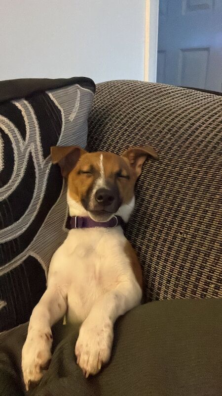 Jack Russell puppies for sale in Swindon, Wiltshire – 10 months old - Image 2 of 3