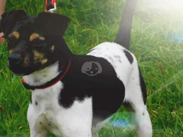 Jack Russell Terrier puppies for sale in Great Yarmouth, Norfolk – 5 years old - Image 2 of 2