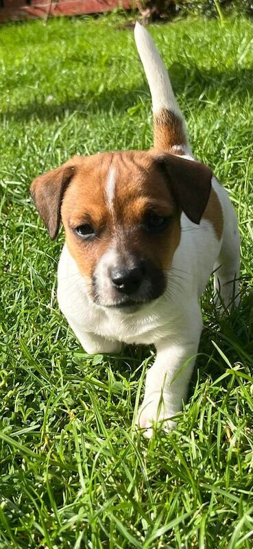 Jack Russell Terrier puppies for sale in Londonderry, County Londonderry – 9 weeks old