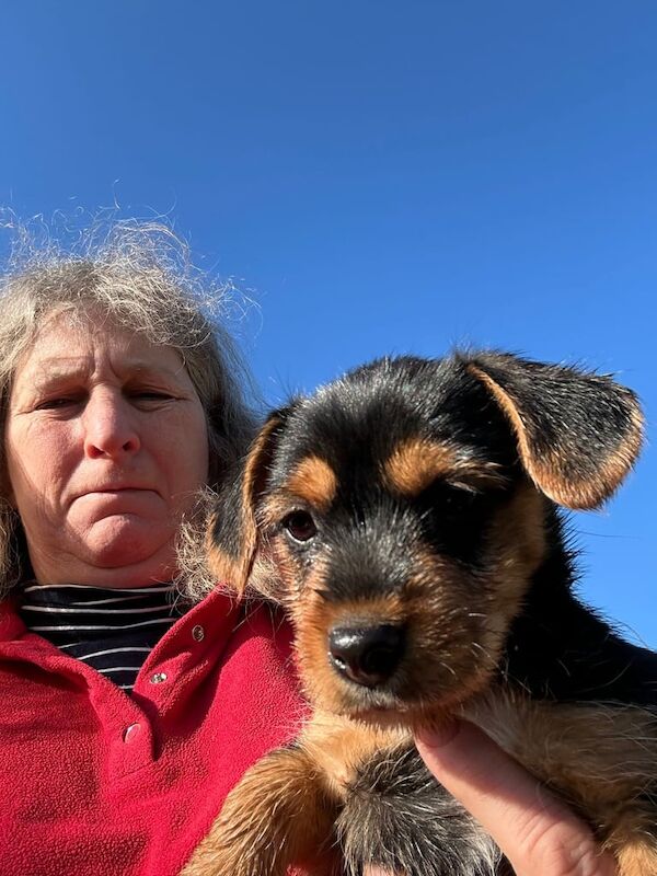 Male Jack Russell Puppy for sale in Reading, Berkshire - Image 2