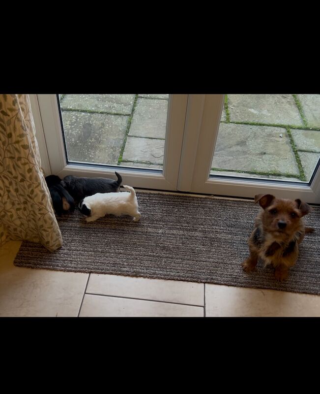 Male Jack Russell Puppy for sale in Burghfield, Berkshire - Image 2