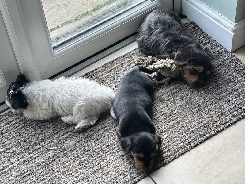 Male Jack Russell Puppy for sale in Burghfield, Berkshire - Image 3