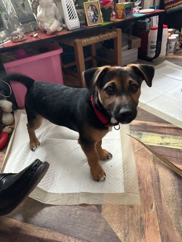 Jack Russell Terrier puppies for sale in Uckfield, East Sussex – 3 months old