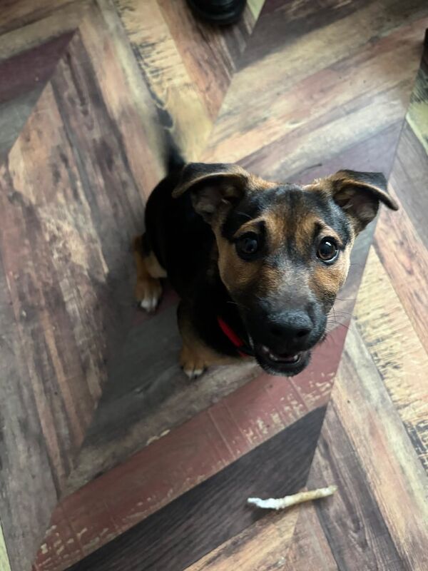 Jack Russell Terrier puppies for sale in Uckfield, East Sussex – 3 months old - Image 2 of 3