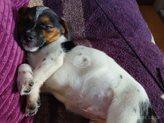 Jack Russell puppies for sale in Totton, Hampshire – 11 months old - Image 1 of 5