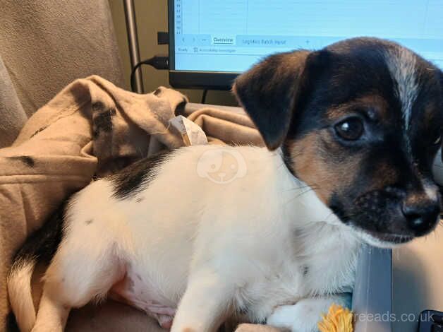 Jack Russell puppies for sale in Totton, Hampshire – 11 months old - Image 2 of 5